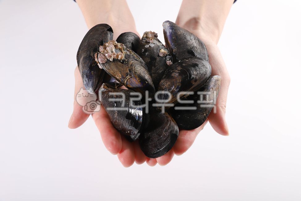 홍합,수산물,바다생물,먹거리,조개,음식,식재료,요리,food,cook,meal,dishes,food reserves,수산물,해산물,fishery products,seafood