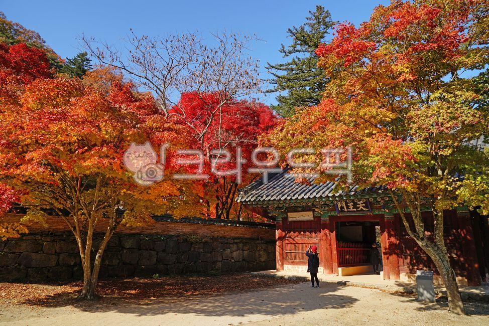 마곡사,공주마곡사,세계문화유산,사찰,사원,불교,공주,가을,단풍,10월,11월