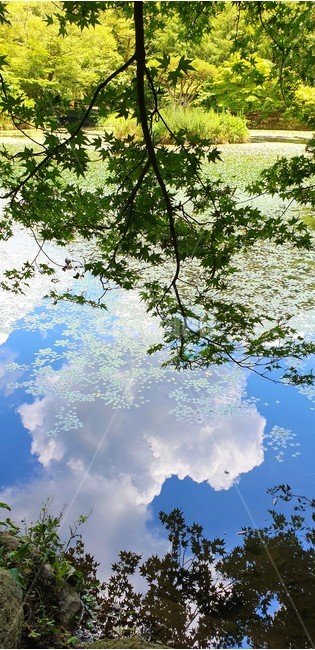 여름,호수,구름,자연,nature,plant