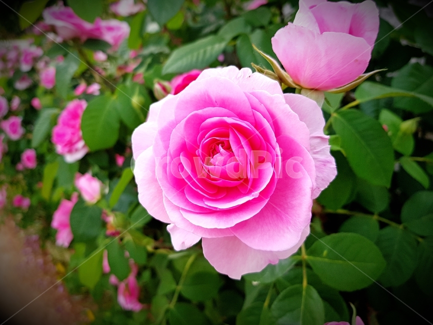 장미,사랑,식물,꽃,들장미,식물,자연,plants,nature,꽃,flower