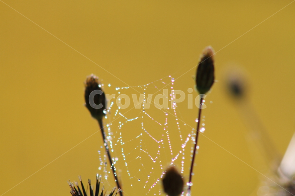거미줄,이슬,도깨비바늘,cobweb,spanishneedles,식물,자연,plants,nature