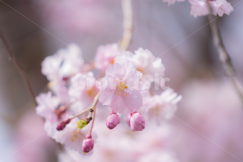 봄,벚꽃,사쿠라,분홍,꽃,꽃잎,나무,자연,봄,계절,spring,season,꽃,flower,plant,식물