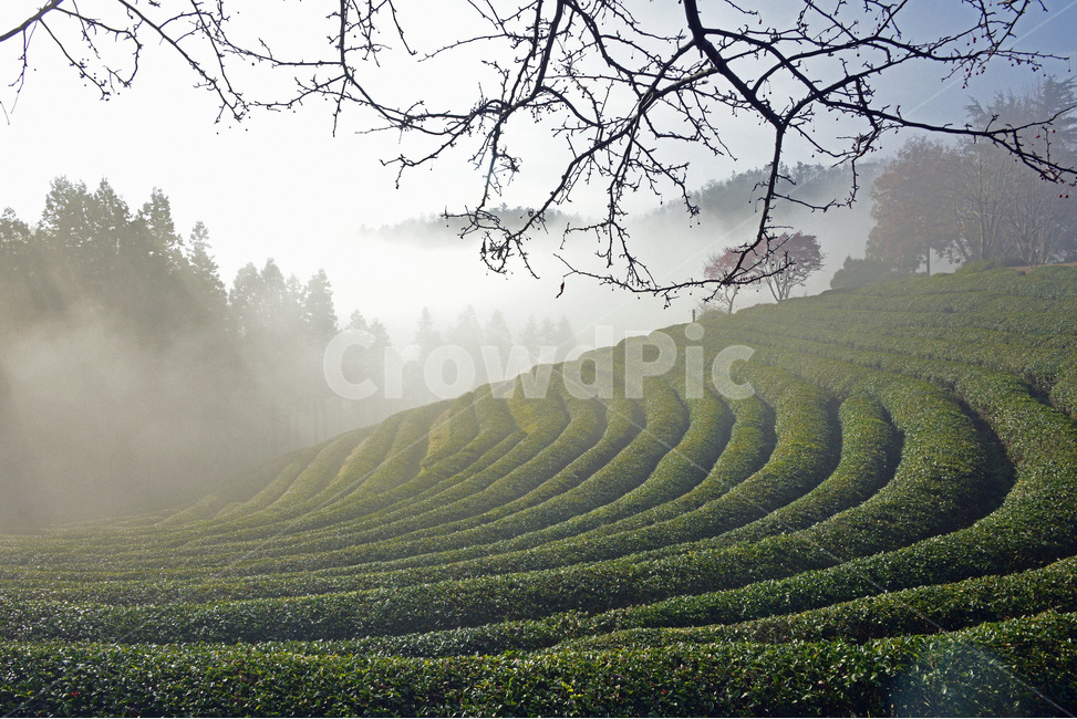 녹차밭,보성,녹차,밭,체험관광,greenteafarm,greenteafields,자연,풍경,nature,landscape,산업,industry,industrial,농업,농사,agriculture,farming,farming industry,outdoors,옥외