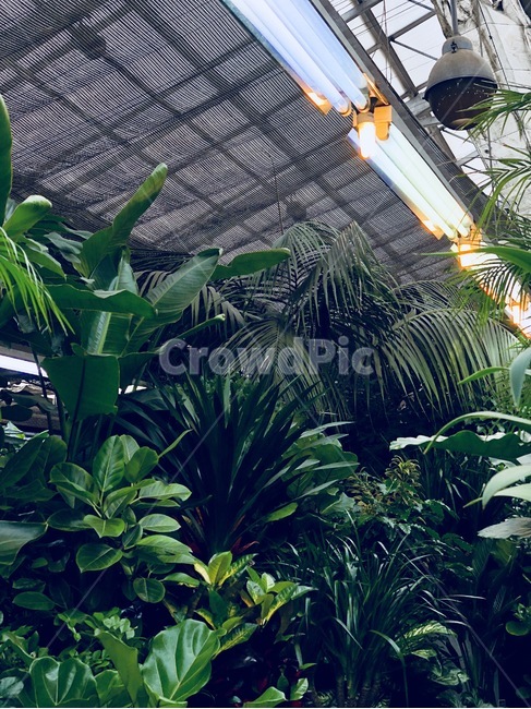 온실,식물,양재동,초록,양재동화훼공판장,식물,자연,plants,nature