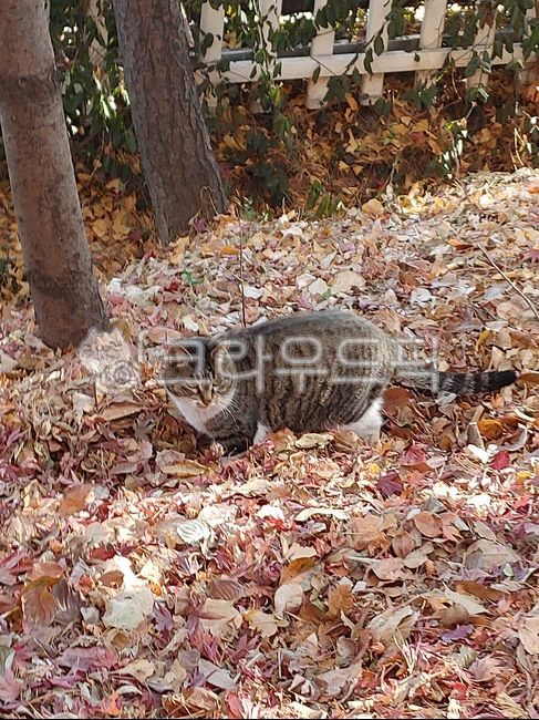 stray cat,cat,fat,leaf,cute