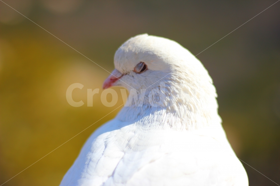 비둘기,동물,새,순간,찰나,깜빡,bird,moment,부리,포착,눈,eyes,잠깐,눈깜빡할새,sudden,깃털,동물,animal,조류,새,birds