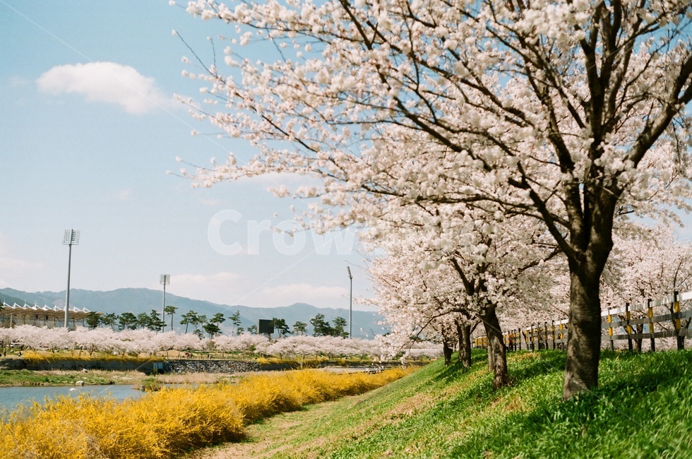 봄,벚꽃,벚꽃나무,파란하늘,구름,봄꽃,cherryblossoms,cherryblossom,spring,봄,계절,spring,season,자연,풍경,nature,landscape,plant,식물