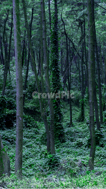 vegetation,초목,plant,식물,tree,옥외,outdoors,나라,land,나무,nature,자연,woodland,삼림지,숲,forest,자연,풍경,nature,landscape,나무,trees,wood