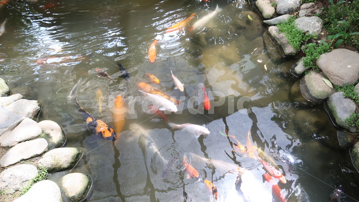 water,물,개울가,계곡,금붕어,자연,봄,물고기,fish,nature