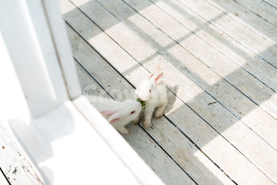 토끼,풀,그림자,창문,동물,rabbit,동물,animal,포유류,mammal