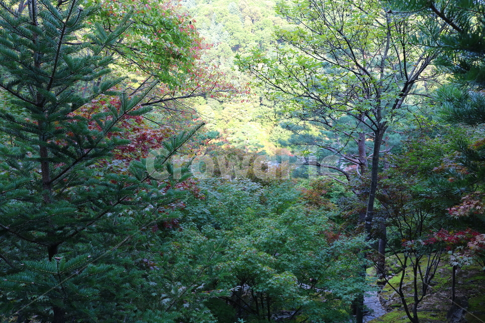 화담숲,나무,소나무,자연,풍경,관광지,산책길,공원,식물,경치,경기도,광주,구상나무,단풍,단풍나무,벚나무