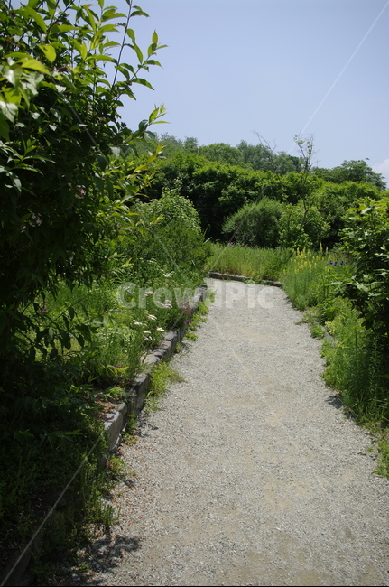 초록,나무,길,식물,plant,계절,봄,spring,자연,풍경,nature,landscape,gravel,자갈,road,도로,dirt road,흙길