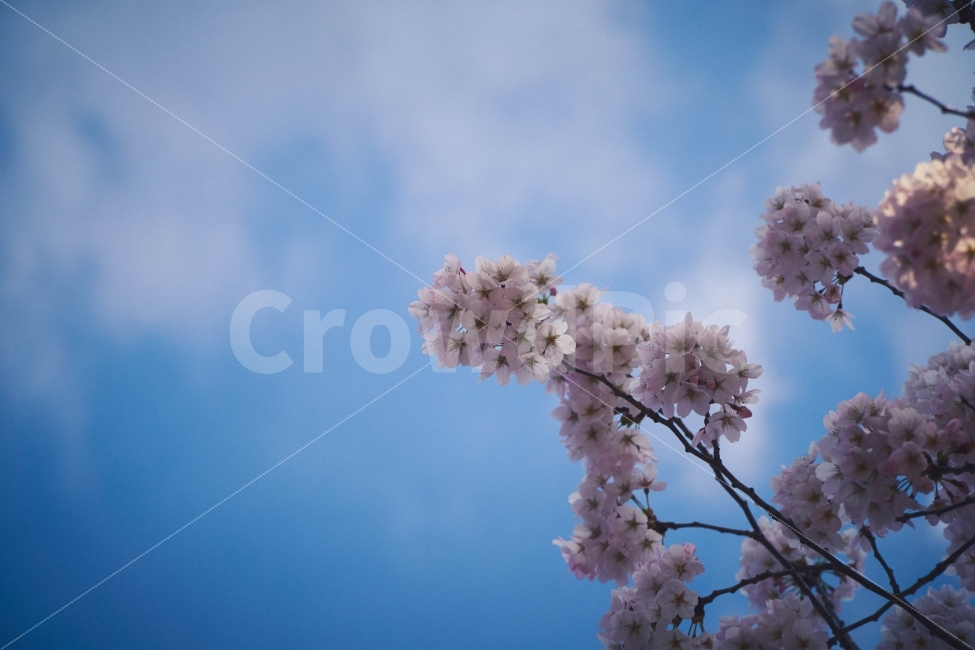 봄하늘,꽃,벚꽃,배경화면,풍경,봄,계절,spring,season,식물,자연,plants,nature,꽃,flower,plant