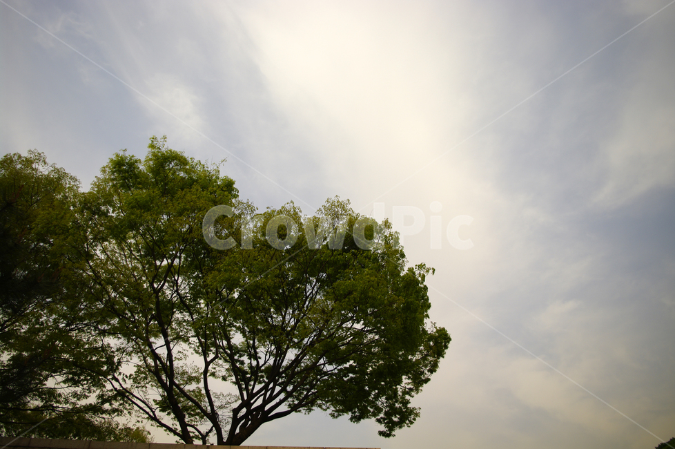 하늘,구름,나무,잎,식물,자연,풍경,nature,landscape,tree,plant,tree trunk,나무 줄기