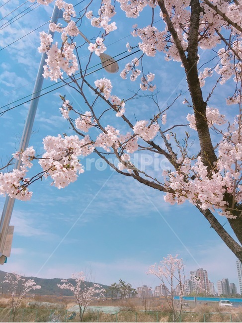 벚꽃,하늘,구름,나무,봄