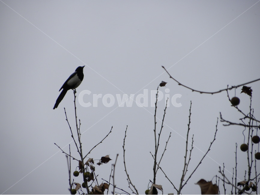 까치,낙엽,가을,쓸쓸함,흐린날,magpie,fallenleaves,fall,lonely,cloudy,동물,animal,조류,새,birds