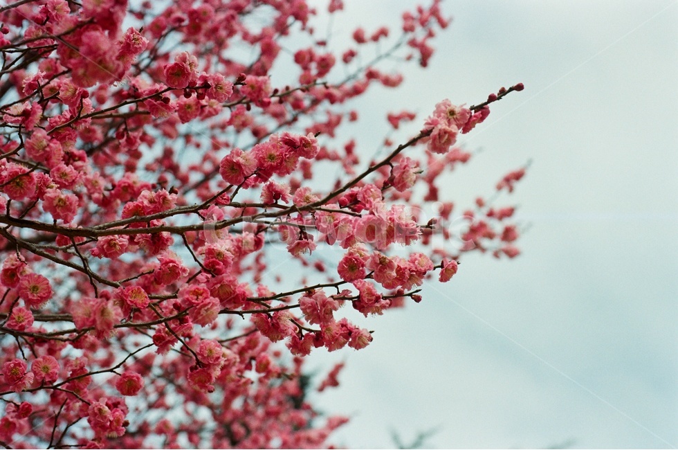 봄,홍매화,매화,꽃,유엔공원,유엔공원홍매화,봄,계절,spring,season,식물,자연,plants,nature,꽃,flower,plant,blossom