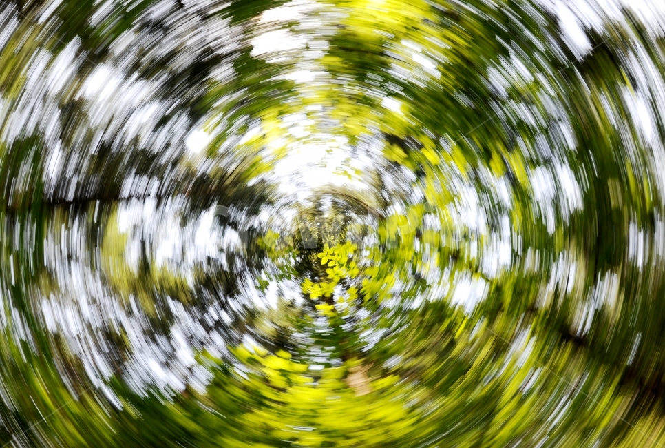 숲,봄,청춘,신록,나무,연록색,새싹,상쾌함,하늘,로우앵글,맑은공기,설레임,사진,희망,전진,창간,청소년,식물,자연,plants,nature