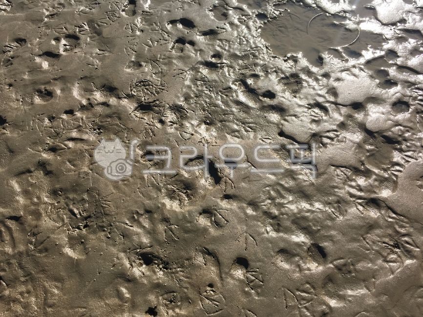 mud,진흙,바닷가,머드,머드축제,서해안,한국갯벌,생태계,자연보호,새발자국,발자국