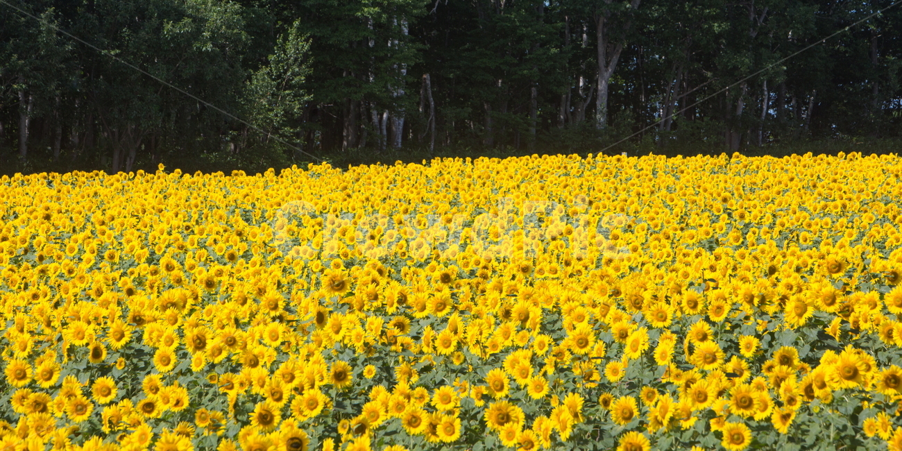 해바라기,해바라기꽃,꽃,sunflower,flower,식물,자연,풍경,nature,landscape,식물,plants,꽃,flower,field,들,plant