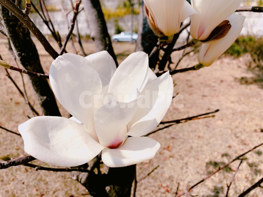 꽃,자연,봄,거리,화창한날씨,봄,계절,spring,season,식물,자연,plants,nature,꽃,flower,plant,blossom,petal,꽃잎