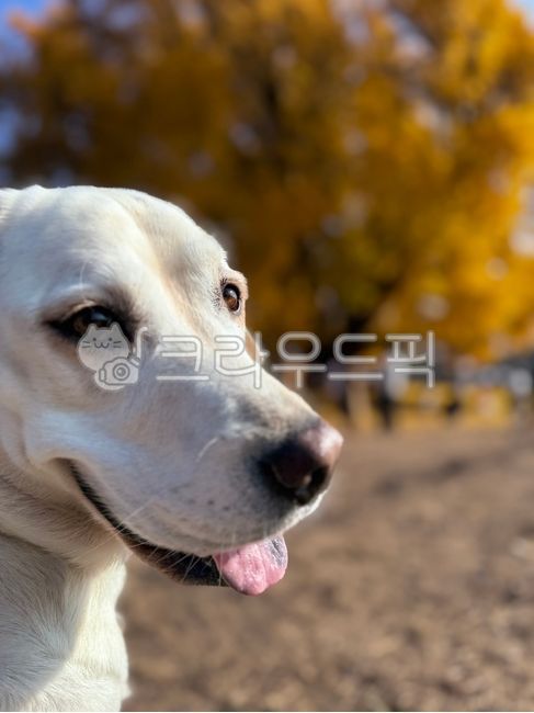 Ginkgo tree,Labrador,pet dog,fall,outing