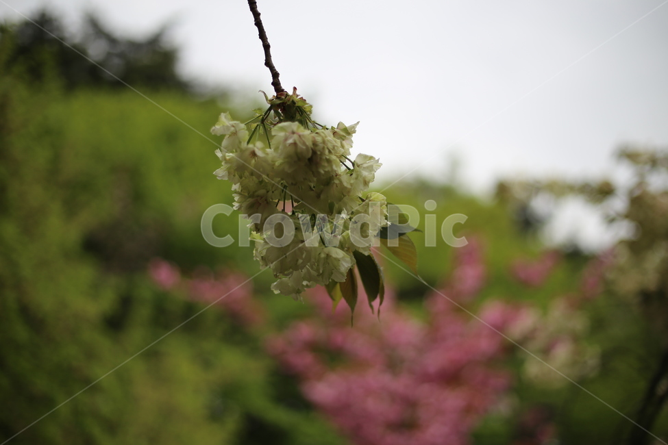 청벚꽃,벚꽃,꽃,봄꽃,겹벚꽃,봄,식물,자연,plants,nature,꽃,flower