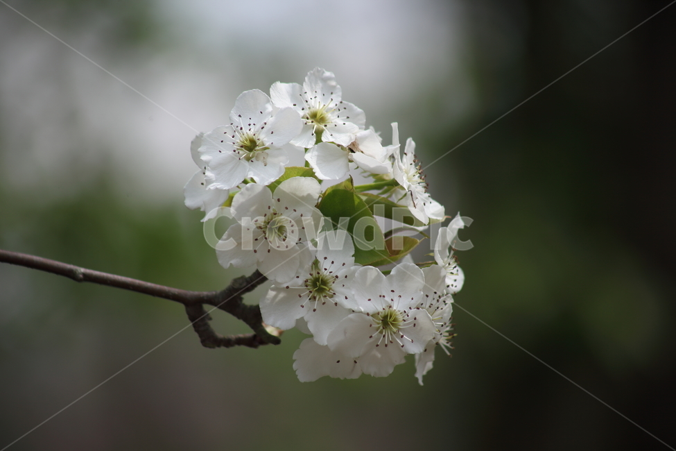 배꽃,꽃,봄,배나무,peartree,돌배꽃,PearBlossom,Pyruspyrifolia