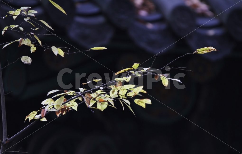 단풍나무,단풍,가을사진,가을,감성사진,식물,자연,plants,nature