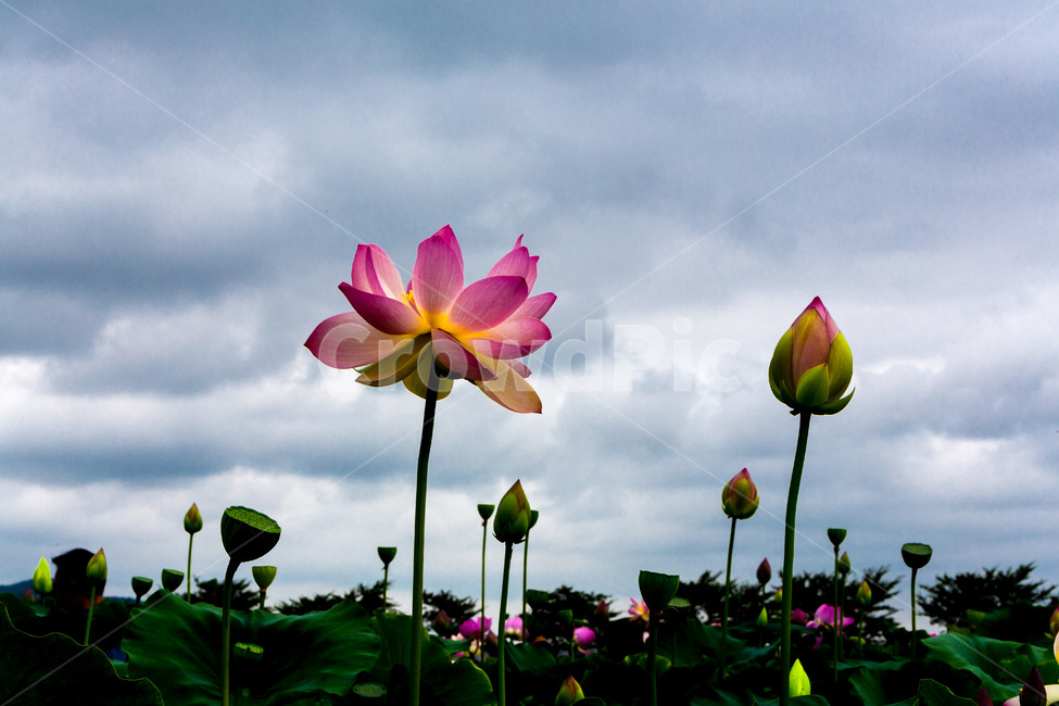 연꽃,연잎,연꽃봉오리,관곡지,자연,하늘,식물,자연,plants,nature,꽃,flower