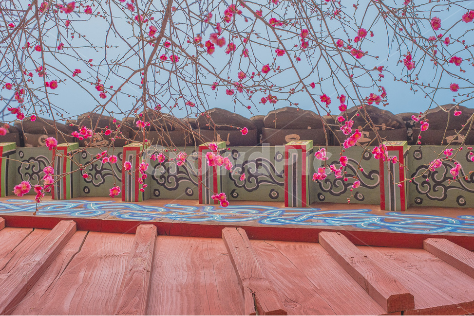 매화,홍매화,풍경,자연,꽃,봄,봄,계절,spring,season,한국전통,한국문화,korean traditional,korean culture,식물,자연,plants,nature,꽃,flower