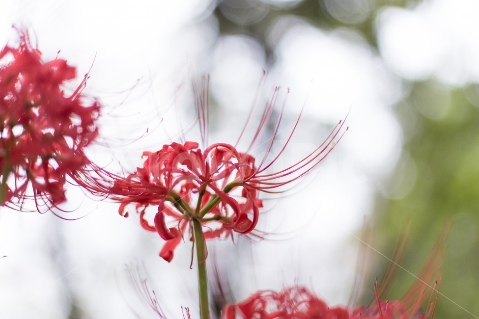 꽃무릇,석산,상사화,꽃,불갑사,선운사,풍경,사진,포토,스냅,photo,picture,flower,빨강,red,식물,자연,plants,nature,꽃,flower,감성,sensible,feeling
