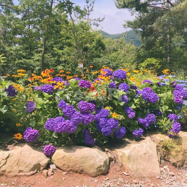 수국,꽃,축제,보라색,풍경