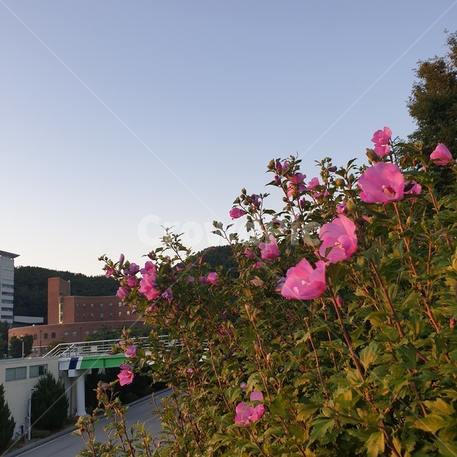 blossom,꽃,flower,하늘,plant,식물,식물,자연,plants,nature,꽃,flower