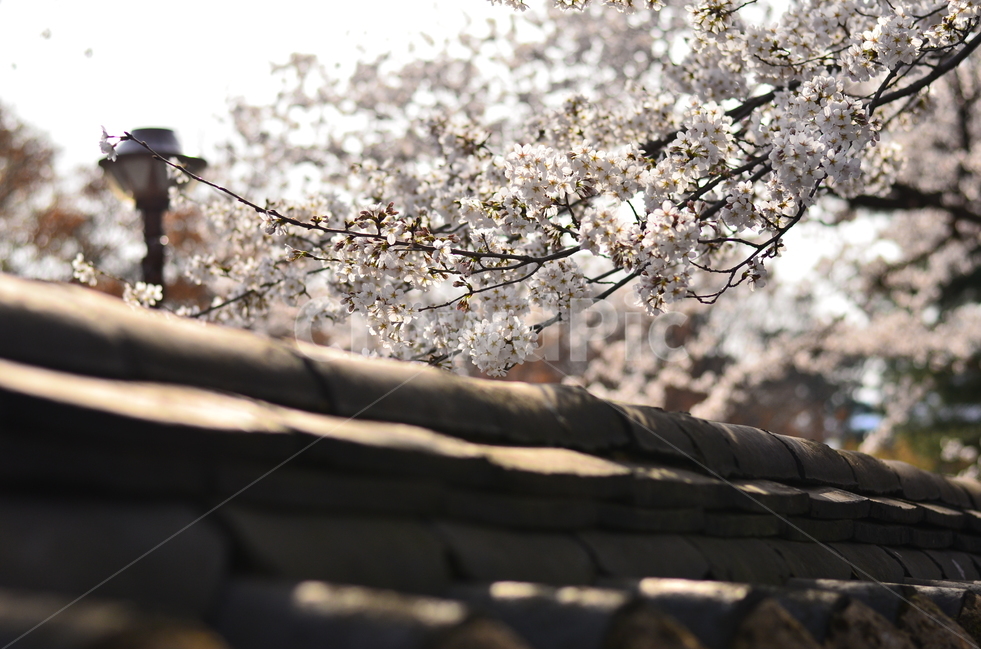 봄,벚꽃,돌담,자연,풍경,봄,계절,spring,season,한국전통,한국문화,korean traditional,korean culture,식물,자연,plants,nature,꽃,flower,감성,sensible,feeling,plant