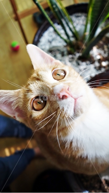 고양이,cat,동물,화분,pet,동물,animal,포유류,mammal,고양이,cat,kitten,kitty