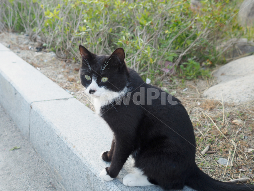 고양이,길고양이,애완동물,동물,포유류,cat,animal,mammal,pet,코리안숏헤어,동물,animal,포유류,mammal,고양이,cat,kitten,kitty
