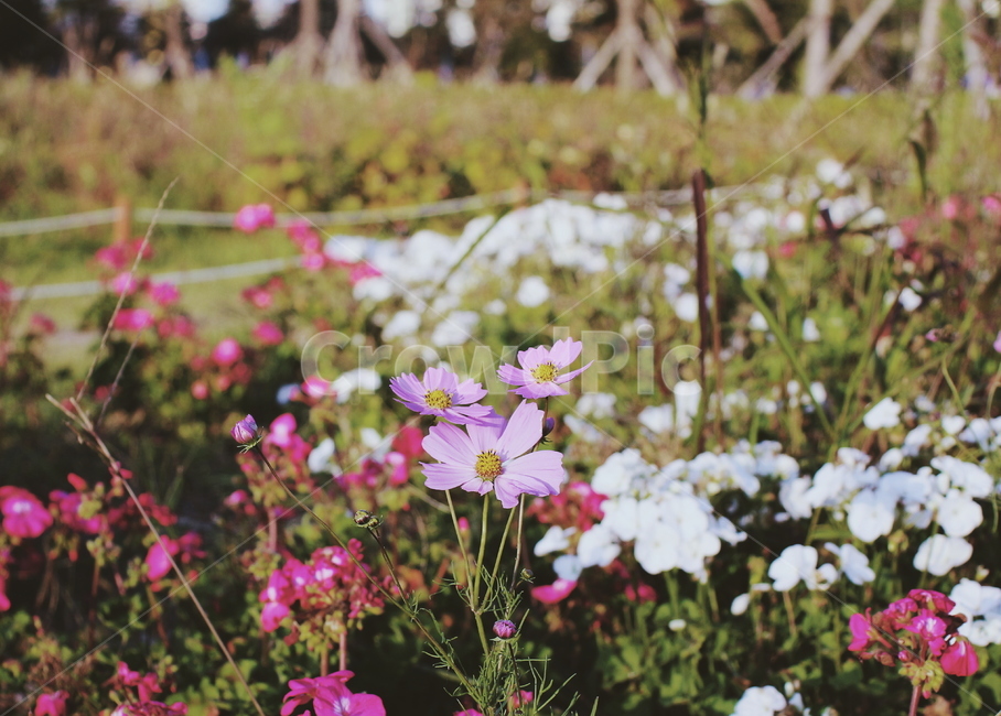 가을,풍경,자연,꽃,코스모스,가을,계절,fall,autumn,season,식물,자연,plants,nature,꽃,flower,geranium,제라늄,blossom,plant
