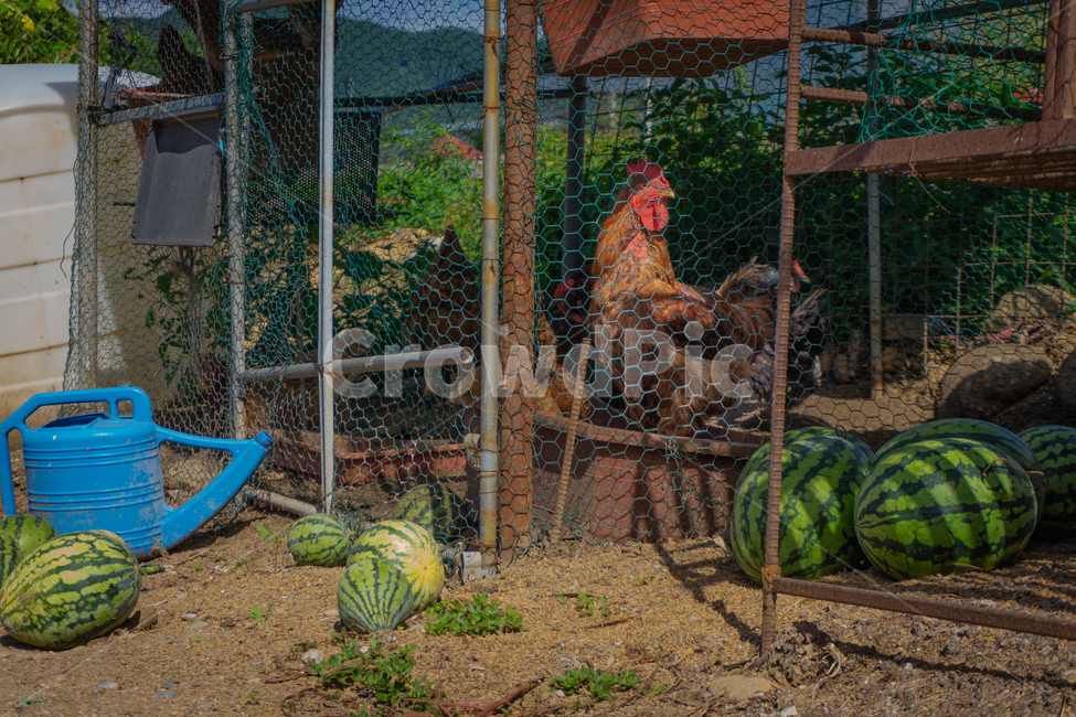 시골풍경,닭,닭장,수박,시골,chicken,coop,farm,hen,eggs,chickens,poultry,free,farmer,egg,country,livestock,range,organic,house,nature,countryside,laying,farmyard,food,natural,animal,gallus,outdoors,bird,고향,정겨운,그리운,동물,animal,조류,새,birds,과일,열매,fruit