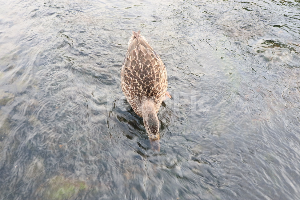 오리,조류,동물,duck,깃털
