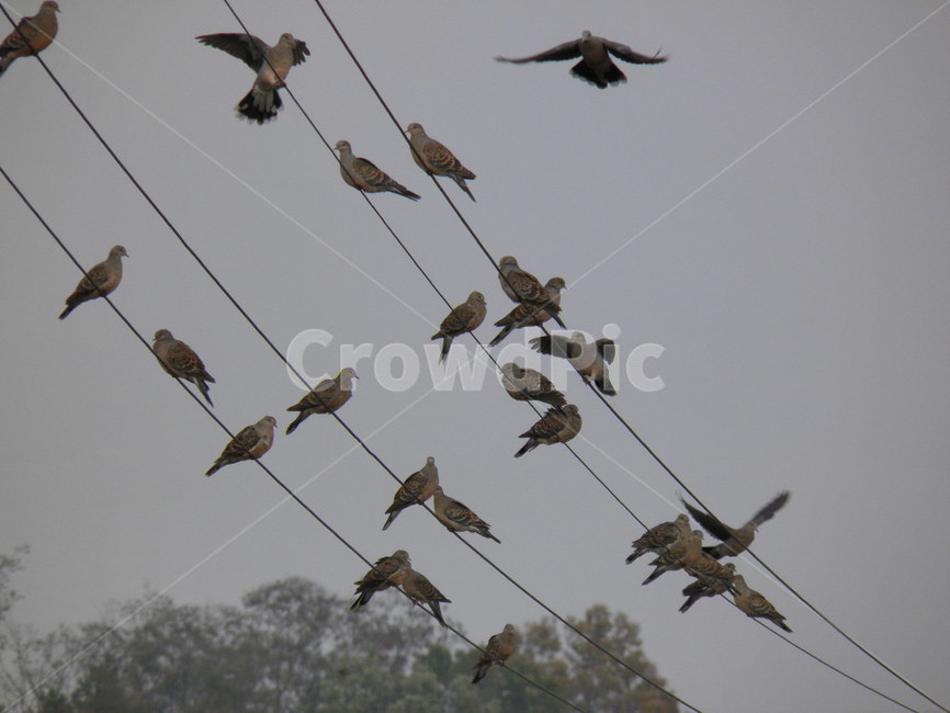 새,자연,아름다운,풍경,자연적인,동물,animal,조류,새,birds