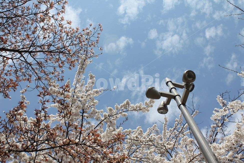벚꽃나무,벚꽃,나무,봄,봄꽃,자연,풍경,봄,계절,spring,season,식물,자연,plants,nature,꽃,flower