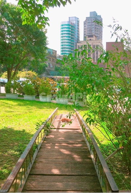 고양이,풍경,대만,오후,햇빛