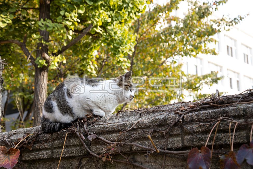 nose,Ginkgo,tree,mustache,building,leather,pupil,hair,pet cat,stray cat,cat,ear,animal,fence,mammalia,vine,looking at