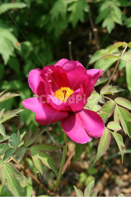 식물,flower,꽃,모란,붉은꽃,plants,nature,꽃봉오리,식물,자연,plants,nature,꽃,flower