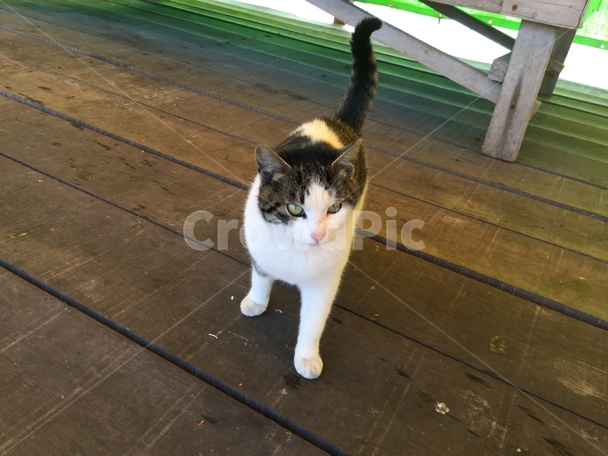 낚시터,낚시터고양이,고양이,양이,냥이,cat,동물,animal,포유류,mammal,고양이,cat,kitten,kitty