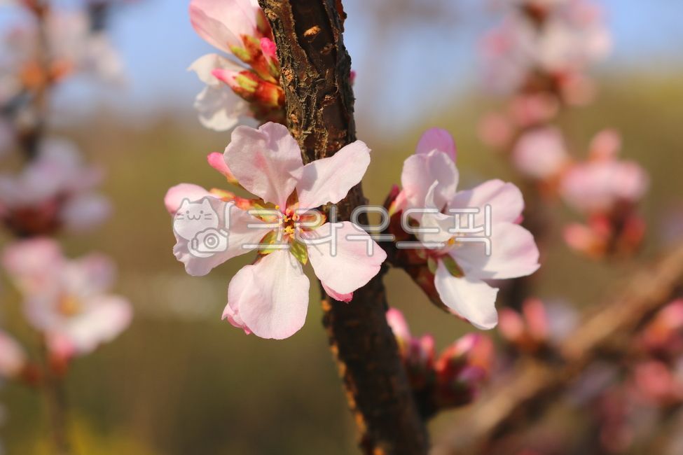 cherry tree,nature,Rosaceae,tree,cherry tree flower,leaf,ornamental,flower,petal,deciduous tree,fruit tree,Cherry tree flower,plant,cherry blossom