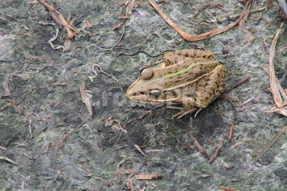 개구리,참개구리,양서류,토종개구리,frog,동물,animal,파충류,양서류,reptile,amphibian