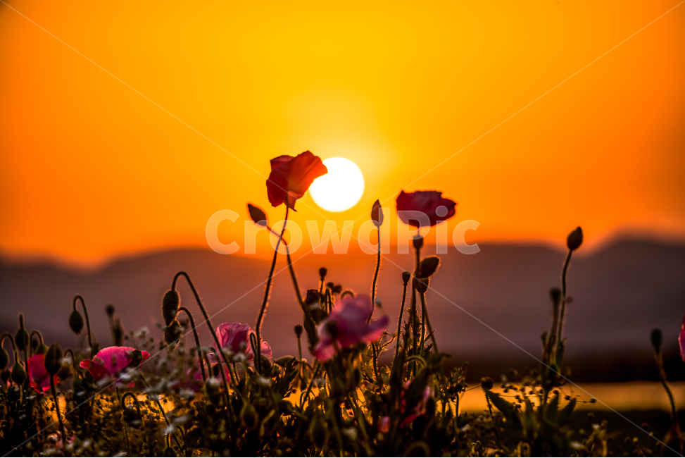 꽃양귀비,석양,태양,노을,감성,산,강,자연,fldwer,풍경,꽃,식물,자연,plants,nature,꽃,flower