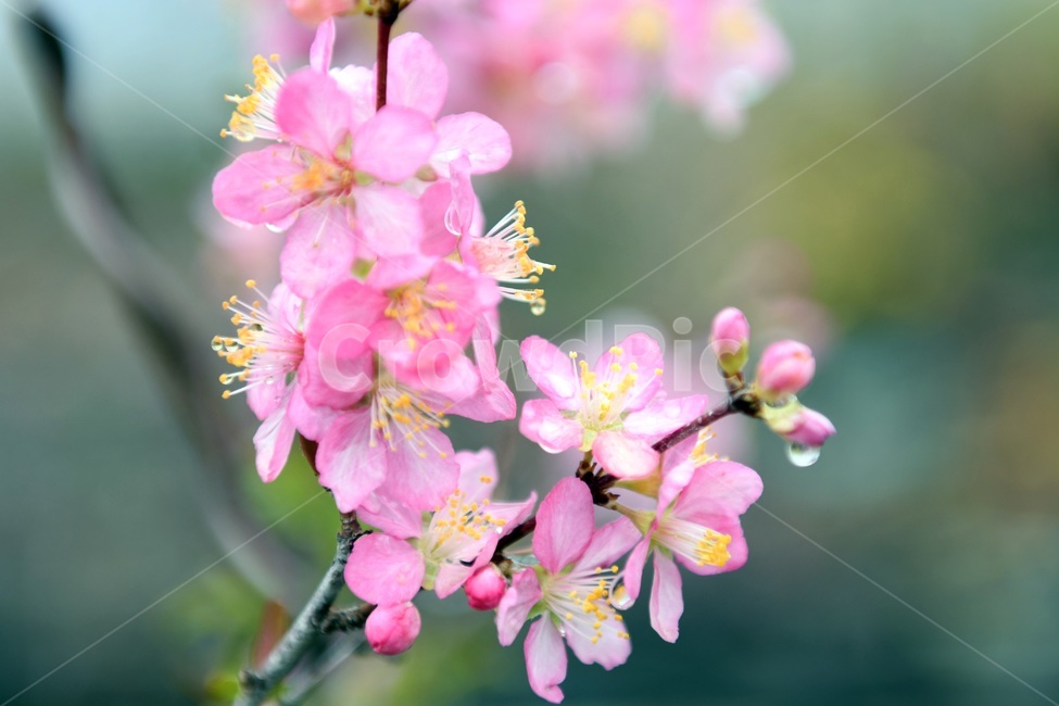 식물,꽃,감성사진,자연,flower,꽃사진,봄,봄꽃,계절,빗방울,비,감성,4월,spring,힐링,자연풍경,풍경,봄,계절,spring,season,식물,자연,plants,nature,꽃,flower,plant